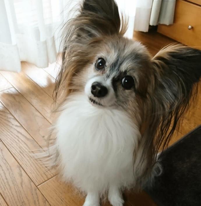 Papillon köpeği bahçede bakılabilir mi?