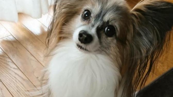 Papillon köpeği bahçede bakılabilir mi?