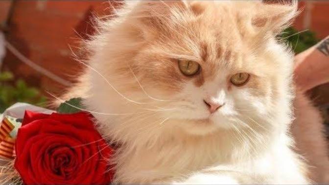 Kedi deyince aklınıza ilk ne geliyor?
