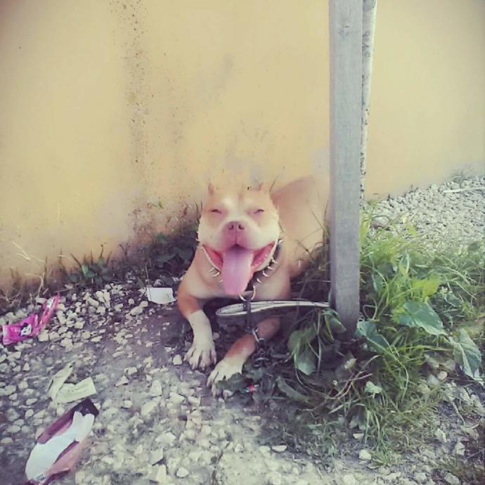 Balkonda köpek besliyorum çok havlıyor acil yardım?