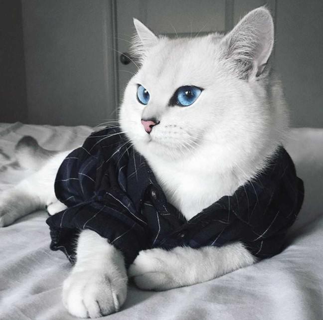 British shorthair kedisi olan var mi??
