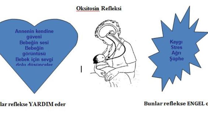 Oksitosin nedir?