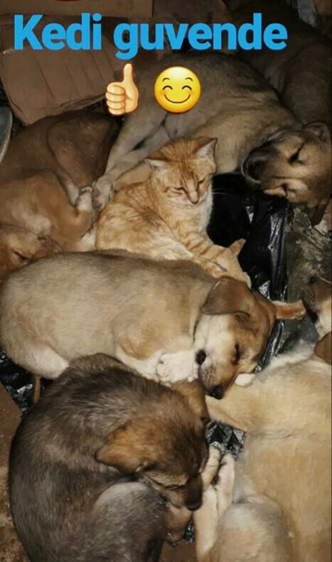 Kedi yavrusu mu daha tatlı, köpek yavrusu mu?