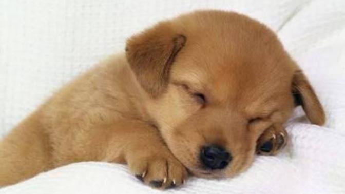 Kedi yavrusu mu daha tatlı, köpek yavrusu mu?
