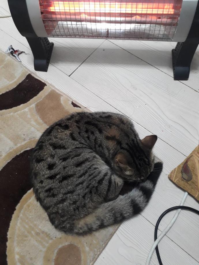 Bu kediden hastalık kapar mıyız?