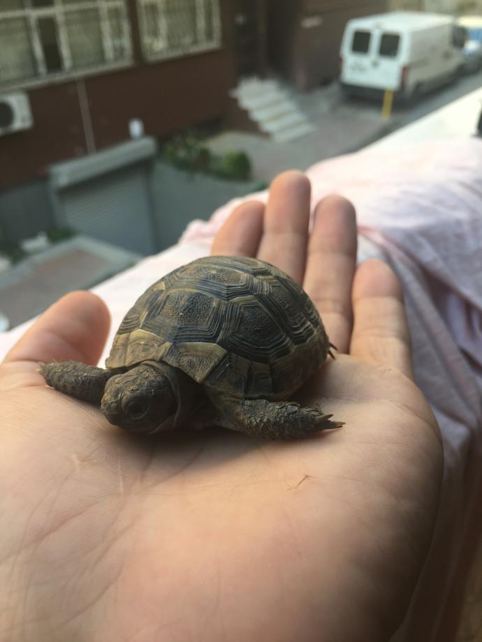 Kara kaplumbağası ile hamster aynı kafeste yaşar mı?