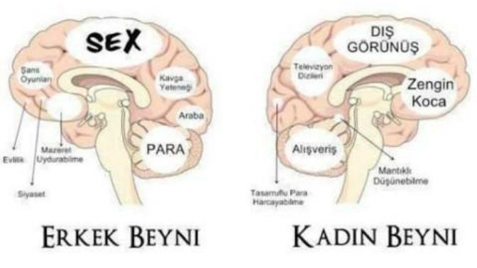 Kadın beyni ve erkek beyni?