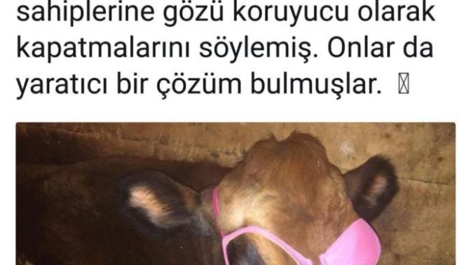 İneğin gözüne delikli sütyen geçirmek kimin aklına gelmiş olabilir?