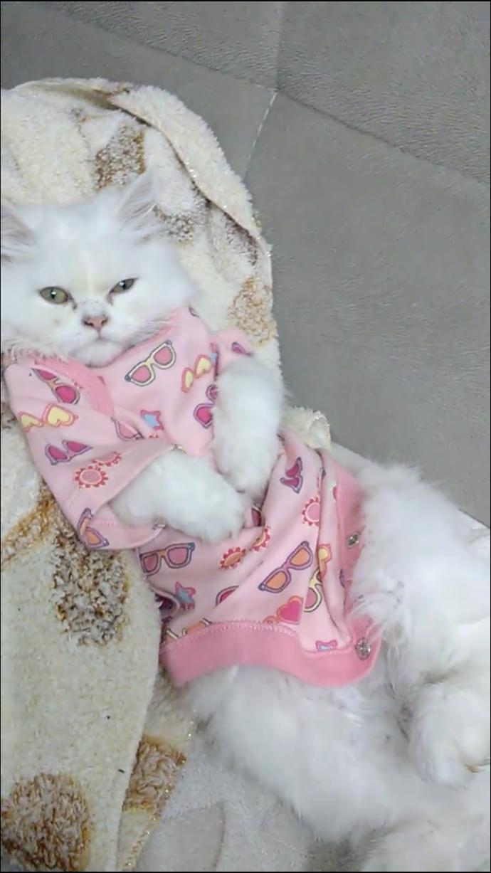 Evde kedi besliyorum gözleri akıyor sürekli?