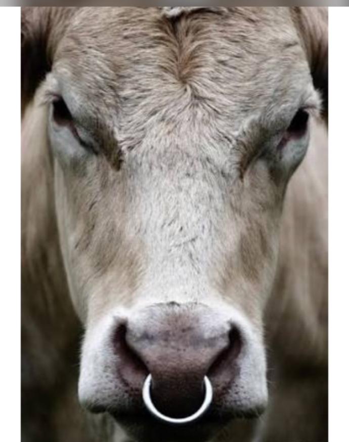 Septum piercing yaptırırsam burnum düşermi?