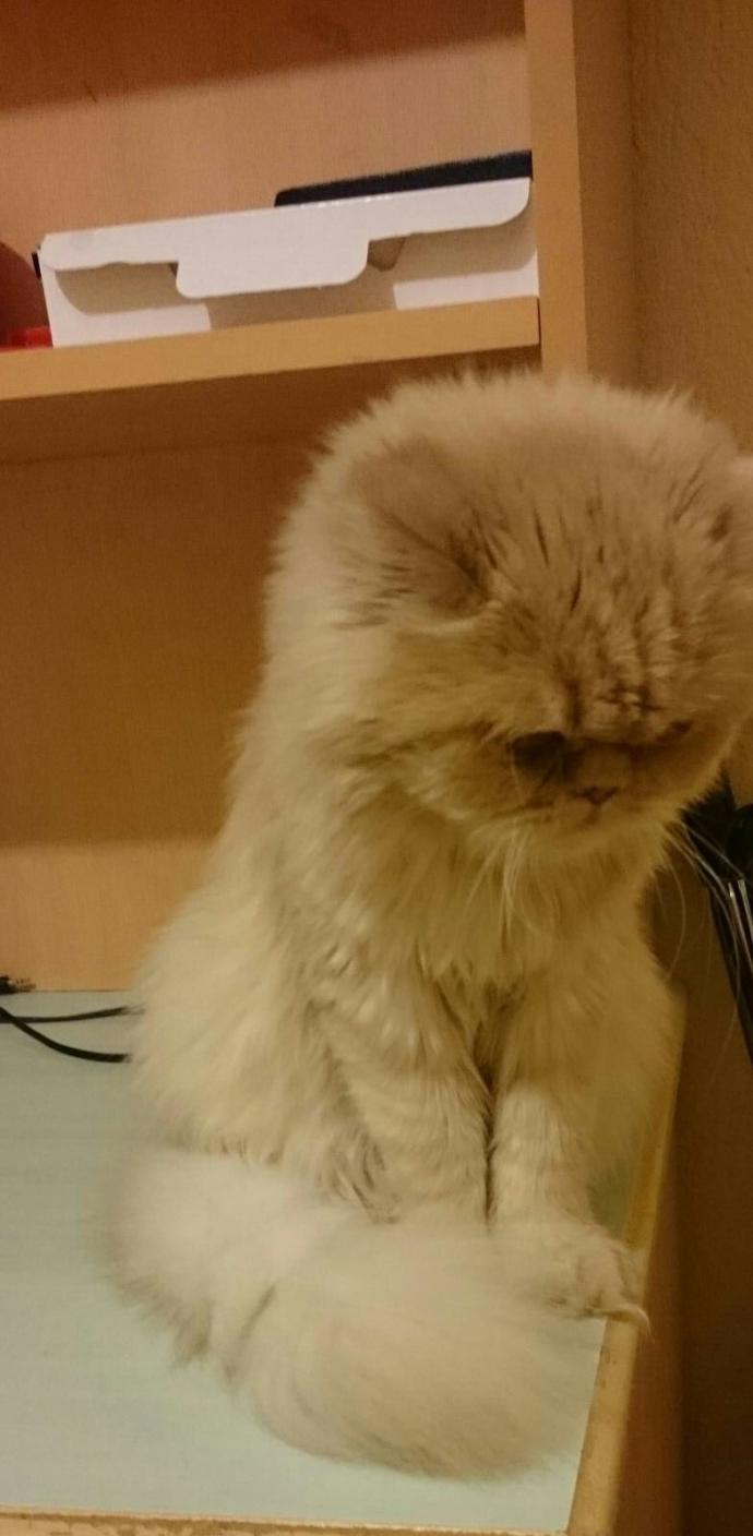 Kedi sevmeyen var mı? [Psikologlara göre bir insanı iyi tanımak için öncelikle hayvanlara nasıl davrandığına bakmalısınız] doğru?