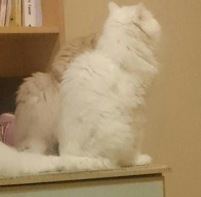 Kedi sevmeyen var mı? [Psikologlara göre bir insanı iyi tanımak için öncelikle hayvanlara nasıl davrandığına bakmalısınız] doğru? 