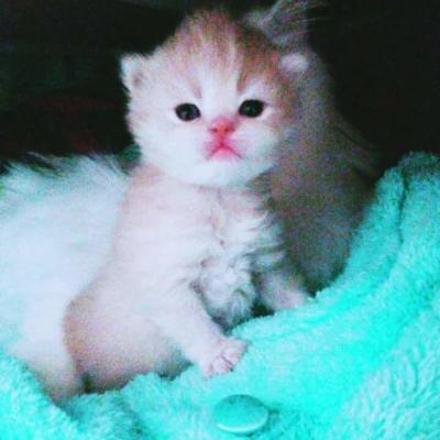 Kedi sevmeyen var mı? [Psikologlara göre bir insanı iyi tanımak için öncelikle hayvanlara nasıl davrandığına bakmalısınız] doğru?