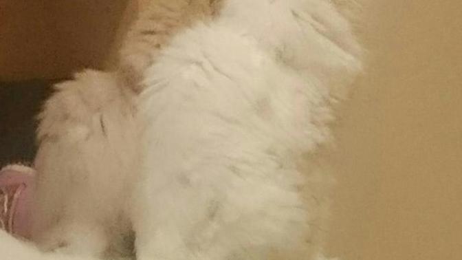 Kedi sevmeyen var mı? [Psikologlara göre bir insanı iyi tanımak için öncelikle hayvanlara nasıl davrandığına bakmalısınız] doğru?