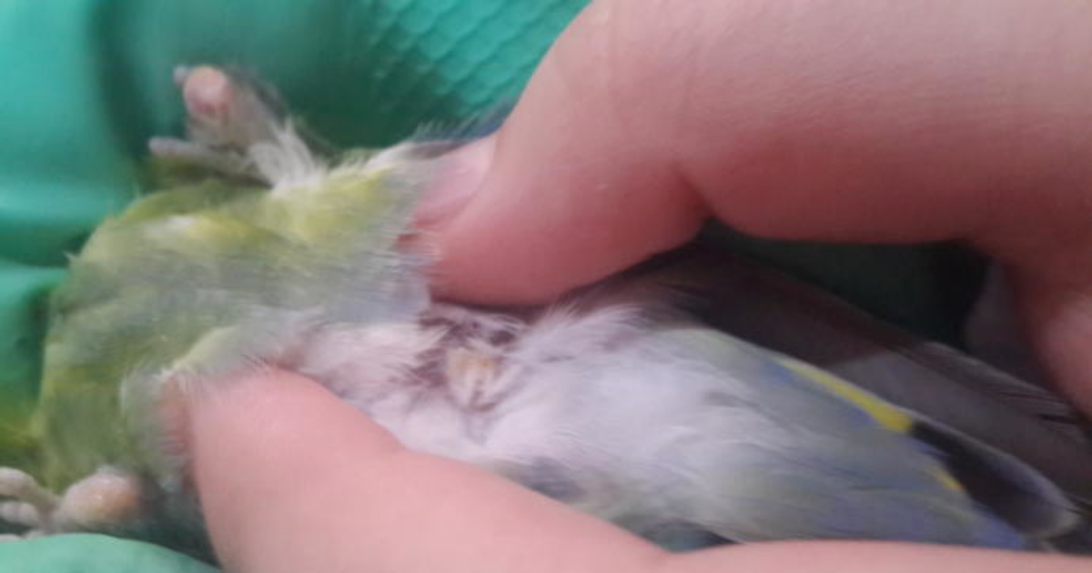 Muhabbet Kusu Anuste Yara Kizlarsoruyor