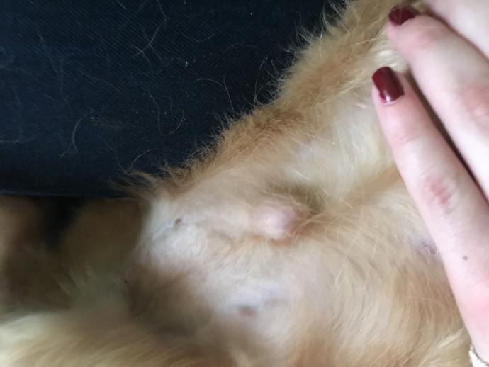 Köpeğimin göbeğinde şişlik var?