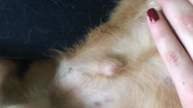 Köpeğimin göbeğinde şişlik var?