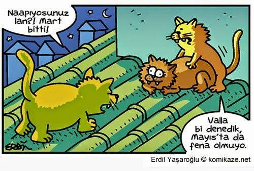 Kediler neden Mart ayında çiftleşir?