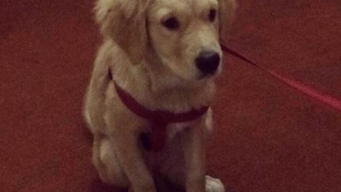 Kayseri'den golden köpek sahiplenmek isteyenler çıkar mı?