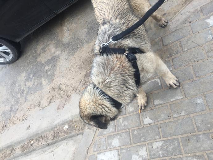 Arkadaşlar köpeği gögüs tasmasına nasıl alıştırırım?
