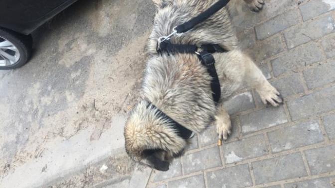 Arkadaşlar köpeği gögüs tasmasına nasıl alıştırırım?
