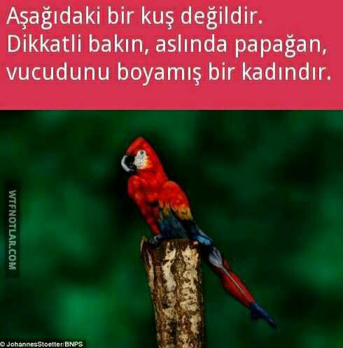 Resimlere bakınca ne görüyorsunuz? Ayrıntıları hemen göre bildiniz mi??