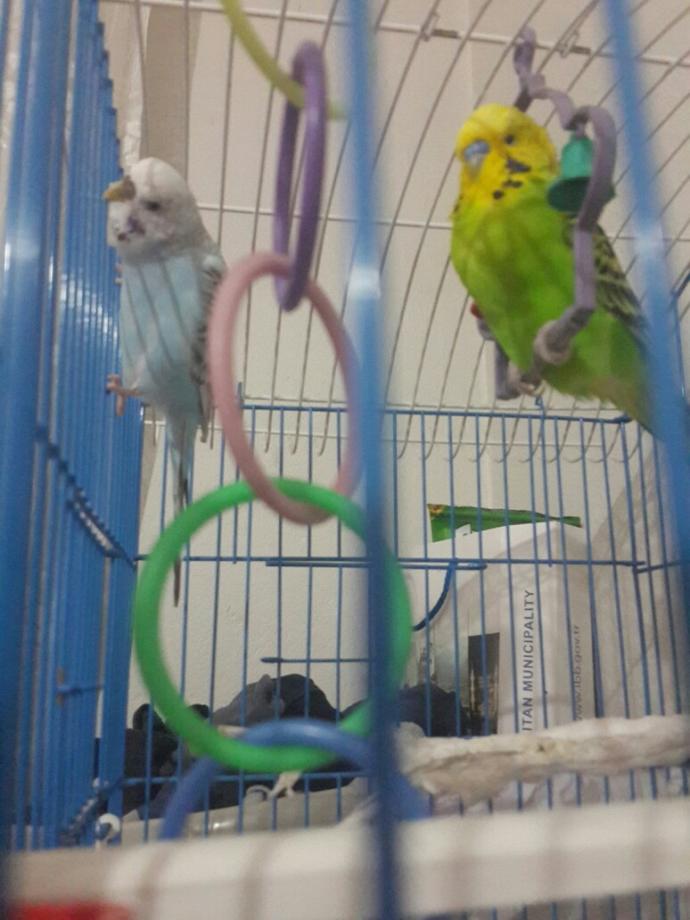 Muhabbet Kuşuma Eş Aldım Ama??