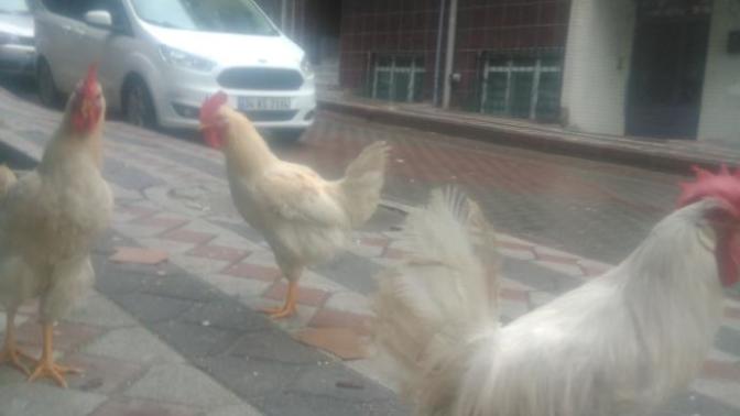 (Resimli ifşa ) Bana bugün dışarı da saldıran😱😓😧 sapıklar kimdi biliyor musunuz ?