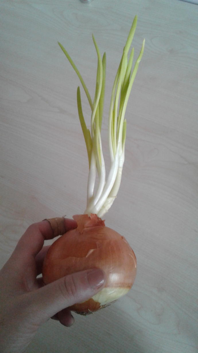 Kuru soganim neden yeşerdi 😑?