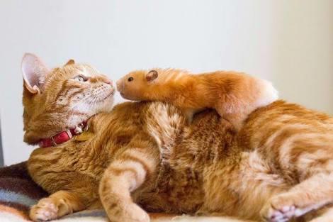 Evde hamster ve kedi aynı anda beslemek nasıl olur?