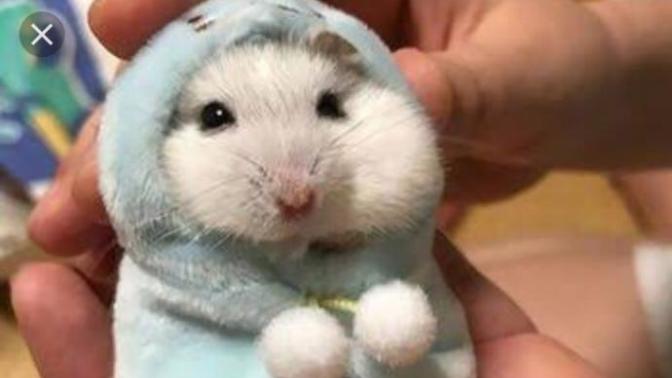 Evde hamster ve kedi aynı anda beslemek nasıl olur?