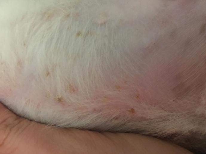 köpeğim sürekli kaşınıyor ve patilerini ısırıyor bedenindede yaralar çıkmış ?<br />?