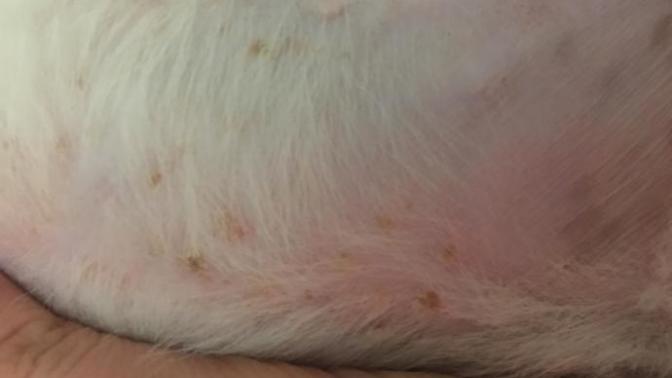 Köpeğim sürekli kaşınıyor ve patilerini ısırıyor bedenindede yaralar çıkmış?
?