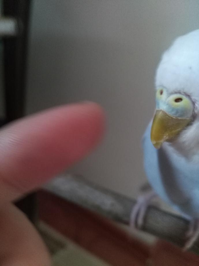 Kusumun gagası mi kırıldı?