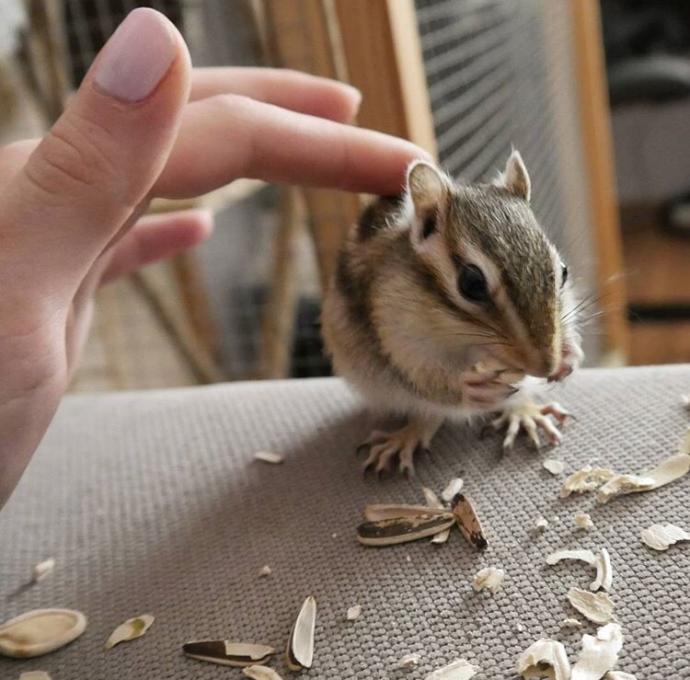 Evinde sincap besleyen var mı?
