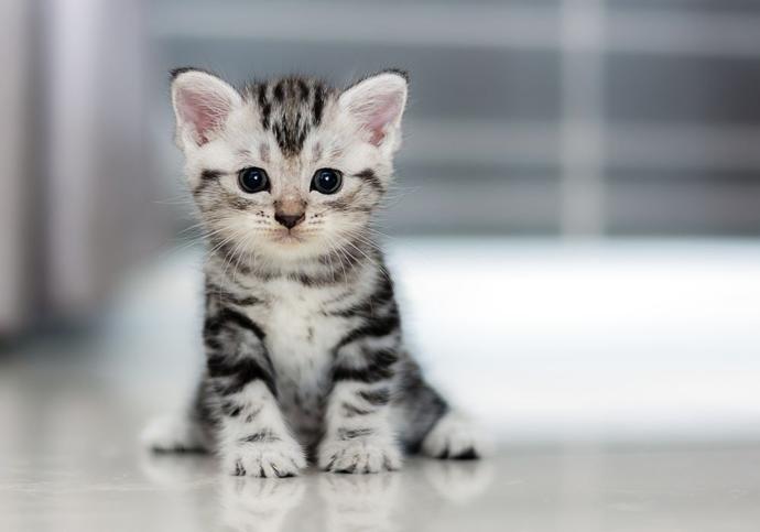 yavru kedi ne zaman yürür