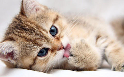 kedi ne zaman yürür