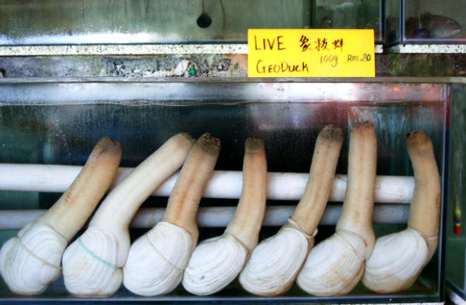 Geoduck satın almak ister miydiniz?