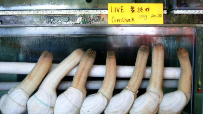 Geoduck satın almak ister miydiniz?