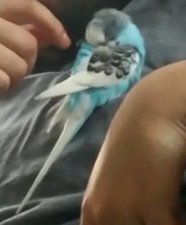 Muhabbet kuşum depresyondamı?