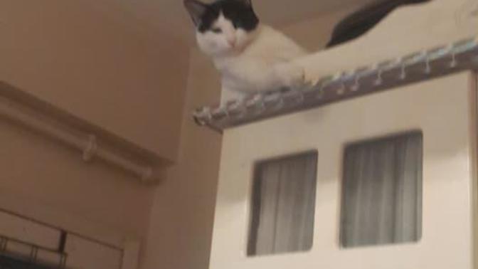 Kedi besleyenler bakabilir mi?