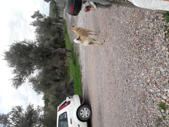 Köpekleri seven kızlar hakında düşünceniz?