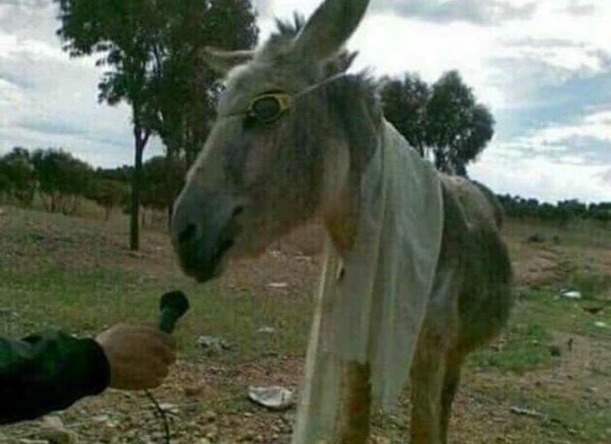 Kürt erkekleri nasıl kızları beğenir?