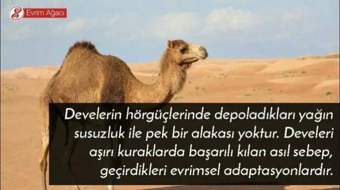 Deve hörgücünde gerçekten su depolar mı?