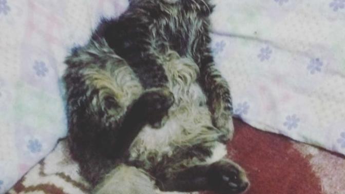 Arkadaşlar kaybolan kedi geri döner mi?