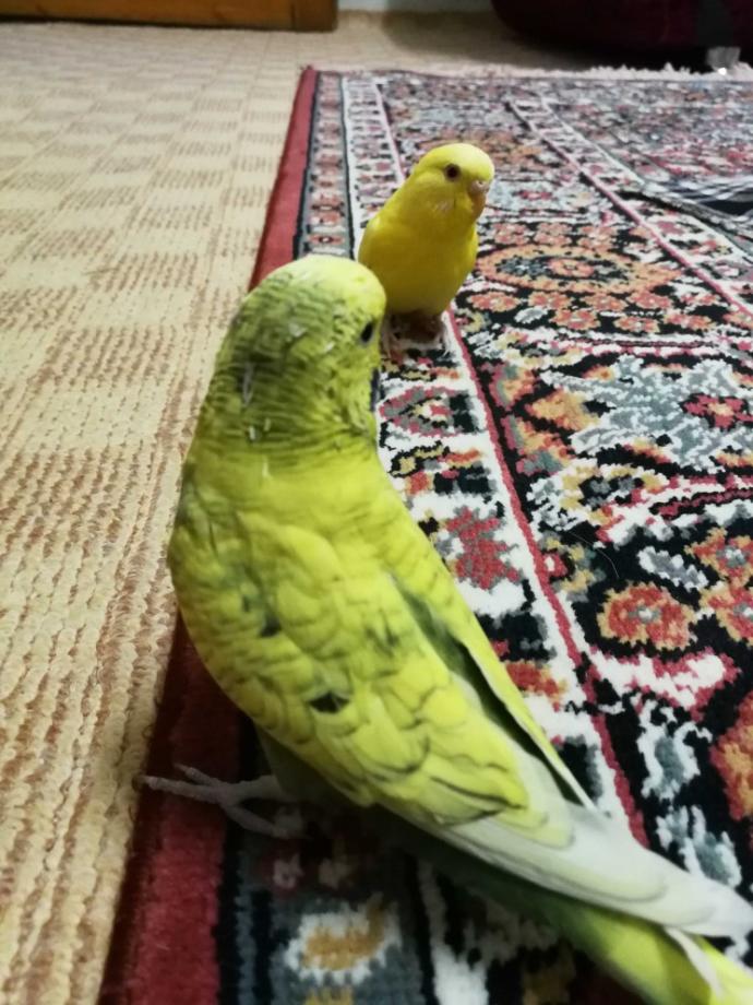Muhabbet kuşum kafesindeyken yem yemiyor?