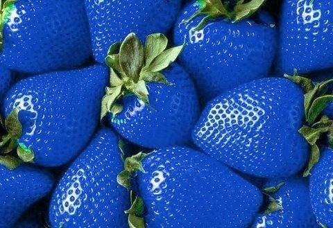 Niçin mavi renkte meyve yok? 
