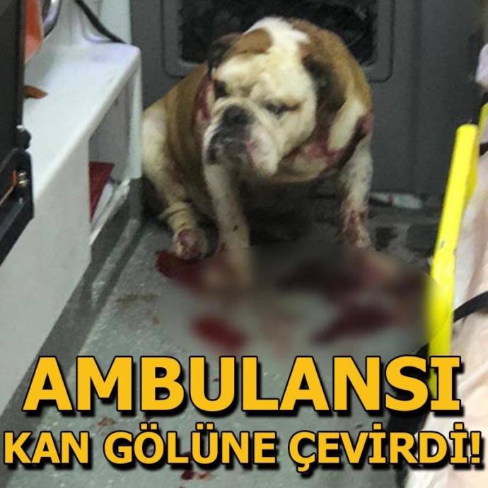 Arkadaşlar,bu sabah haberlerde bunu gördüm ve şaşırdım,bulldog cinsi köpek dünyanın enyavaş köpeği, nasıl saldırgan olabilir?