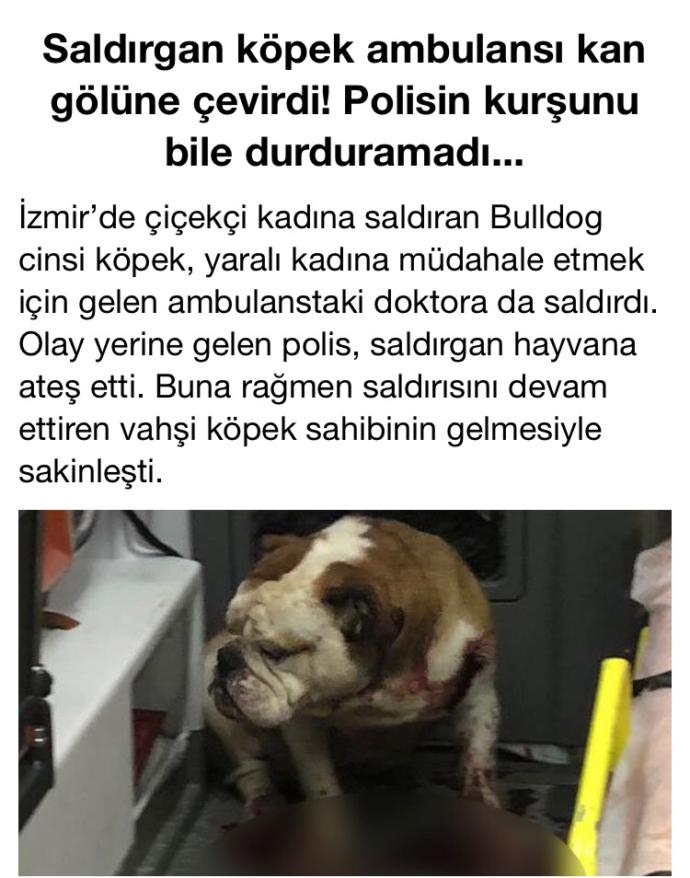 Arkadaşlar,bu sabah haberlerde bunu gördüm ve şaşırdım,bulldog cinsi köpek dünyanın enyavaş köpeği, nasıl saldırgan olabilir?