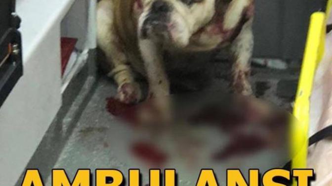 Arkadaşlar, bu sabah haberlerde bunu gördüm ve şaşırdım, bulldog cinsi köpek dünyanın enyavaş köpeği, nasıl saldırgan olabilir?